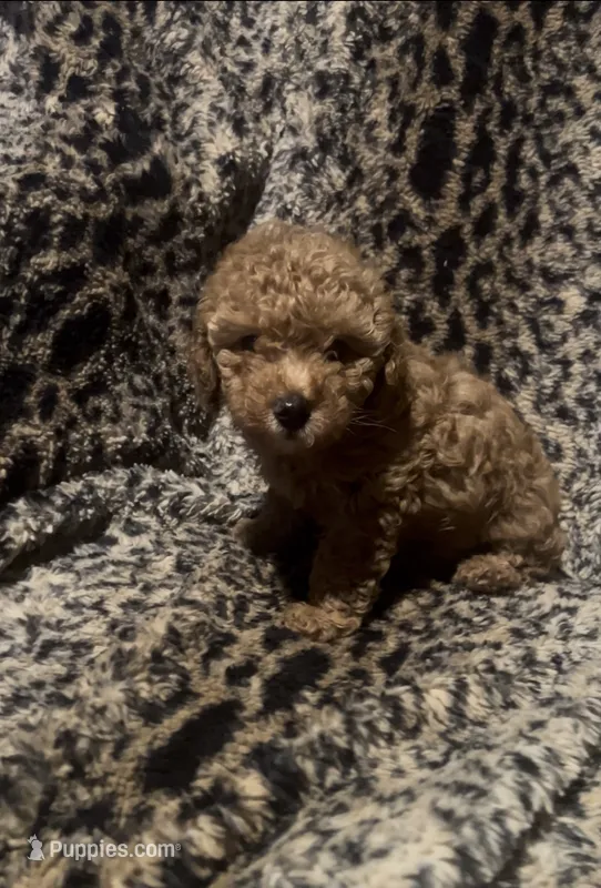 Mia – Poodle - Toy , Miniature Goldendoodle puppy for sale in Fort Worth, TX