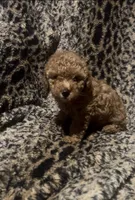Mia, a female Poodle - Toy  and Miniature Goldendoodle for sale in Fort Worth, TX – 1 of 3