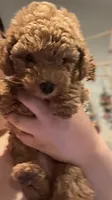 Mia, a female Poodle - Toy  and Miniature Goldendoodle for sale in Fort Worth, TX – 3 of 3