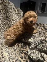 Mia, a female Poodle - Toy  and Miniature Goldendoodle for sale in Fort Worth, TX – 2 of 3