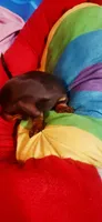Brownie , a female Dachshund for sale in Rock Hill, NY – 3 of 5