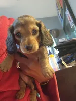 Spots, a female Dachshund for sale in Rock Hill, NY – 2 of 6