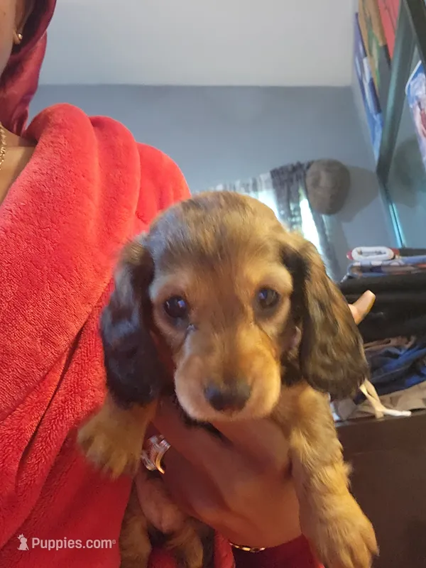 Spots – Dachshund puppy for sale in Rock Hill, NY