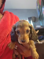 Spots, a female Dachshund for sale in Rock Hill, NY – 1 of 6