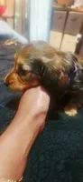 Spots, a female Dachshund for sale in Rock Hill, NY – 4 of 6