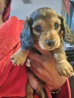 Spots, a female Dachshund for sale in Rock Hill, NY – 3 of 6