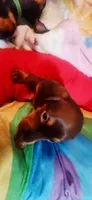 Brownie , a female Dachshund for sale in Rock Hill, NY – 4 of 5
