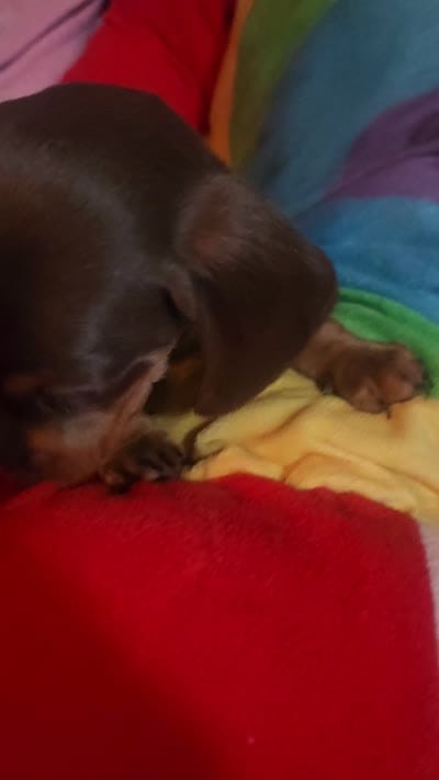 Brownie , a female Dachshund for sale in Rock Hill, NY – 5 of 5