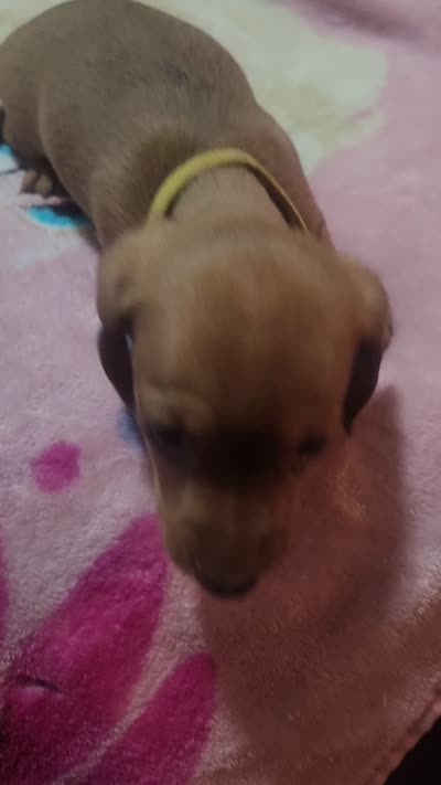 Yellow , a female Dachshund for sale in Rock Hill, NY – 5 of 5