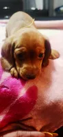 Yellow , a female Dachshund for sale in Rock Hill, NY – 4 of 5