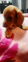Yellow , a female Dachshund for sale in Rock Hill, NY – 2 of 5