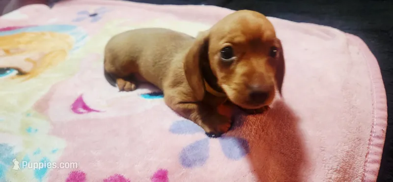 Yellow  – Dachshund puppy for sale in Rock Hill, NY