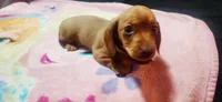 Yellow , a female Dachshund for sale in Rock Hill, NY – 1 of 5