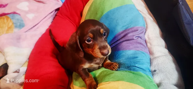 Brownie  – Dachshund puppy for sale in Rock Hill, NY