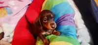 Brownie , a female Dachshund for sale in Rock Hill, NY – 1 of 5