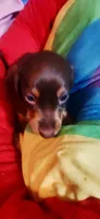 Brownie , a female Dachshund for sale in Rock Hill, NY – 2 of 5