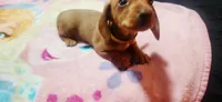 Yellow , a female Dachshund for sale in Rock Hill, NY – 3 of 5