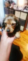 Spots, a female Dachshund for sale in Rock Hill, NY – 5 of 6
