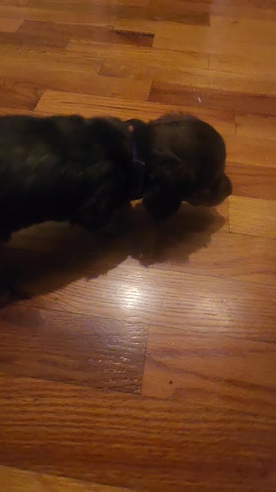 Spots, a female Dachshund for sale in Rock Hill, NY – 6 of 6