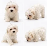 Diamond, a female Bichon Frise and Poodle - Miniature  for sale in Charlotte, NC – 1 of 1