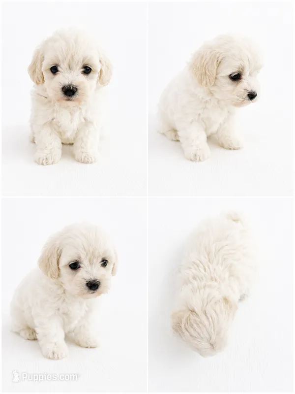 Princess  – Bichon Frise, Poodle - Miniature  puppy for sale in Charlotte, NC