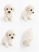 Princess , a female Bichon Frise and Poodle - Miniature  for sale in Charlotte, NC – 1 of 1