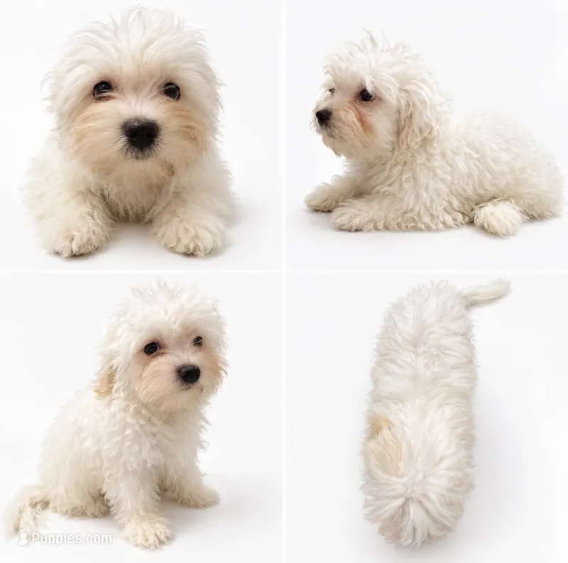 Cotton – Bichon Frise, Poodle - Miniature  puppy for sale in Charlotte, NC