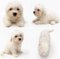 Cotton, a female Bichon Frise and Poodle - Miniature  for sale in Charlotte, NC – 1 of 1