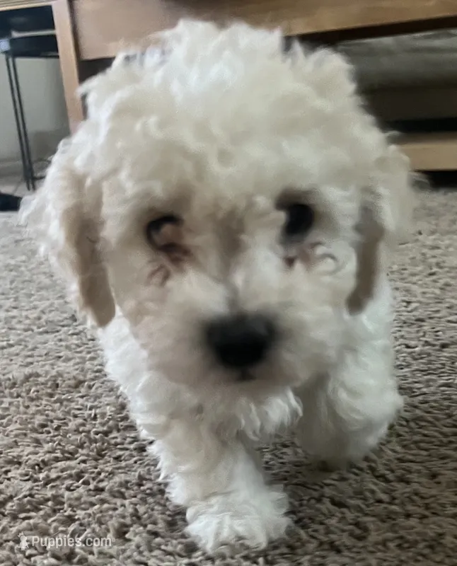 Arthur – Bichon Frise, Poodle - Miniature  puppy for sale in Charlotte, NC