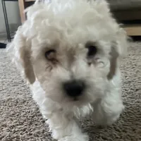 Arthur, a male Bichon Frise and Poodle - Miniature  for sale in Charlotte, NC – Photo 1 of 2