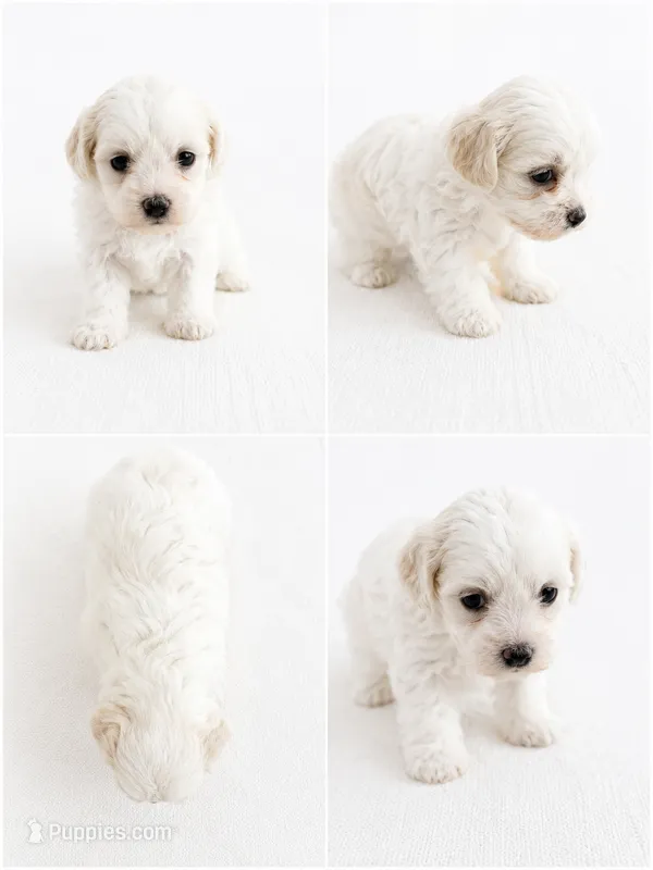 Kali – Bichon Frise, Poodle - Miniature  puppy for sale in Charlotte, NC