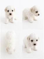 Kali, a female Bichon Frise and Poodle - Miniature  for sale in Charlotte, NC – 1 of 1