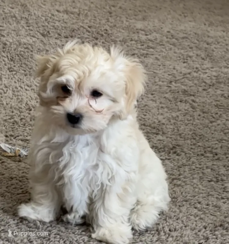 Layla – Bichon Frise, Poodle - Miniature  puppy for sale in Charlotte, NC