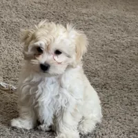 Layla, a female Bichon Frise and Poodle - Miniature  for sale in Charlotte, NC – Photo 1 of 2