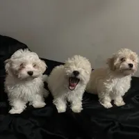 Layla, a female Bichon Frise and Poodle - Miniature  for sale in Charlotte, NC – Photo 2 of 2