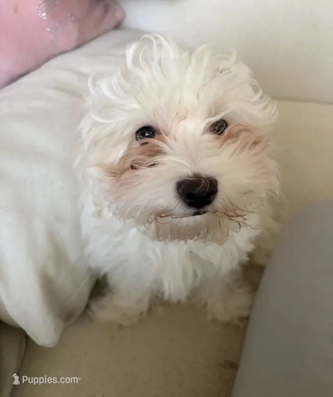 Cotton – Bichon Frise, Poodle - Miniature  puppy for sale in Charlotte, NC