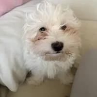 Cotton, a male Bichon Frise and Poodle - Miniature  for sale in Charlotte, NC – Photo 1 of 2