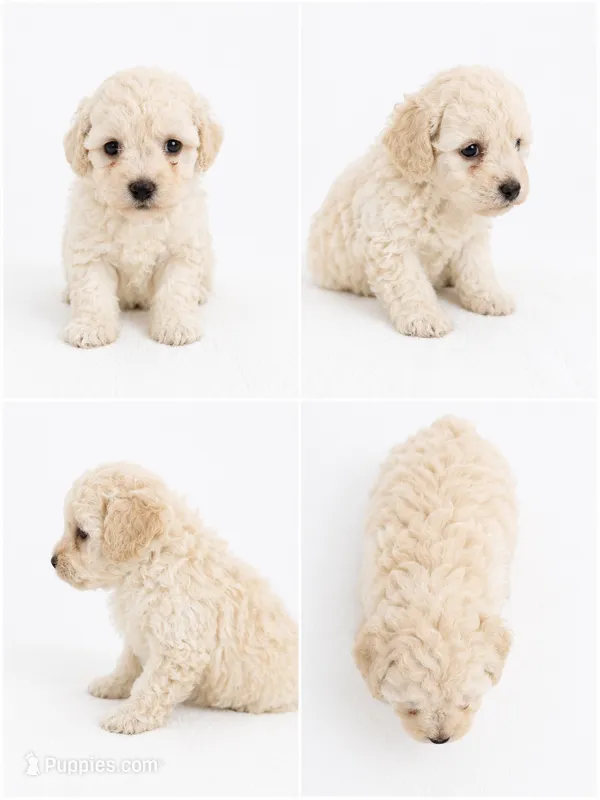 Evie – Bichon Frise, Poodle - Miniature  puppy for sale in Charlotte, NC