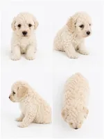 Evie, a female Bichon Frise and Poodle - Miniature  for sale in Charlotte, NC – 1 of 1