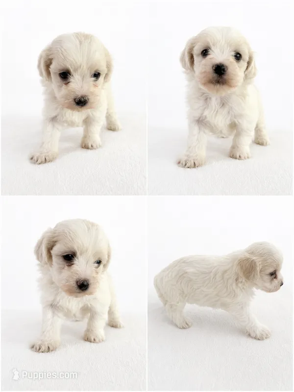 Kira – Bichon Frise, Poodle - Miniature  puppy for sale in Charlotte, NC