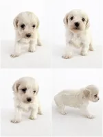 Kira, a female Bichon Frise and Poodle - Miniature  for sale in Charlotte, NC – 1 of 1