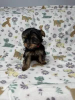 Cali, a female Yorkshire Terrier for sale in Waukegan, IL – Photo 2 of 3
