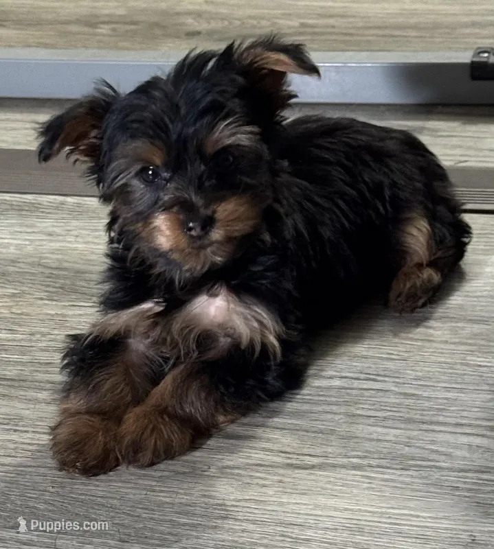Cali – Yorkshire Terrier puppy for sale in Waukegan, IL