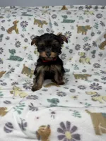 Cali, a female Yorkshire Terrier for sale in Waukegan, IL – Photo 1 of 3