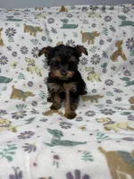 Cali, a female Yorkshire Terrier for sale in Waukegan, IL – Photo 3 of 3