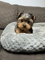 Peanut , a male Yorkshire Terrier for sale in Waukegan, IL – Photo 3 of 3
