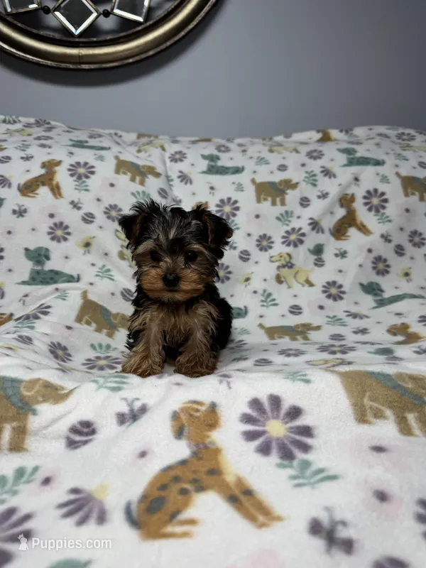 Peanut  – Yorkshire Terrier puppy for sale in Waukegan, IL