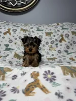 Peanut , a male Yorkshire Terrier for sale in Waukegan, IL – Photo 1 of 3
