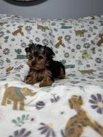 Peanut , a male Yorkshire Terrier for sale in Waukegan, IL – Photo 2 of 3