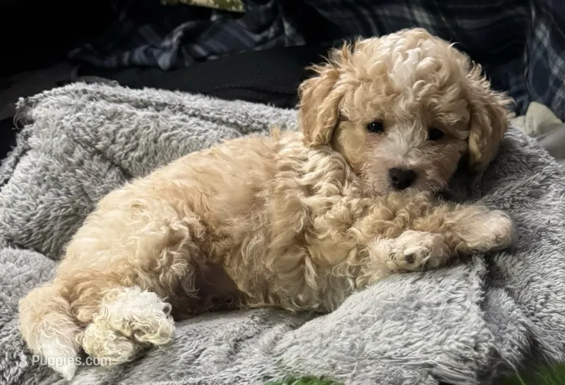 Cashew  – Poodle - Toy , Bichpoo puppy for sale in Waukegan, IL